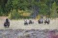 Grizzly Bear 399 and Her Cubs in the Fall Colors