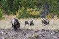 Grizzly Bear 399 and Her Cubs in the Fall Colors