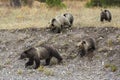 Grizzly Bear 399 and Her Cubs in the Fall Colors