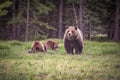 Grizzly bear and her cubs in Yellowstone National Park Royalty Free Stock Photo