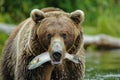 Grizzly bear hunts for salmon in white water river