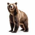 Grizzly bear on white background. Ursus arctos horribilis.