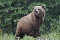 Grizzly Bear - Jasper National Park Royalty Free Stock Photo