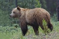 Grizzly Bear - Jasper National Park Royalty Free Stock Photo