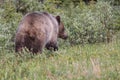 Grizzly Bear  in the Kananaskis Country of the Canadian Rockies Royalty Free Stock Photo