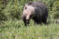 Grizzly Bear  in the Kananaskis Country of the Canadian Rockies Royalty Free Stock Photo