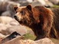 Grizzly Bear Looking Up From Feeding