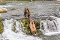 Grizzly bear looks for a handout at Brooks Falls in Katmai, AK Royalty Free Stock Photo