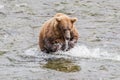 Grizzly bear lunges at salmon in Katmai, AK Royalty Free Stock Photo