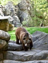 Grizzly Bear Making His Way to A Watering Hole