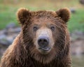 Grizzly bear close up portrait Royalty Free Stock Photo