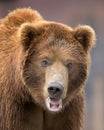 Grizzly bear close up portrait Royalty Free Stock Photo