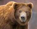 Grizzly bear close up portrait Royalty Free Stock Photo