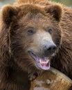 Grizzly bear close up portrait Royalty Free Stock Photo