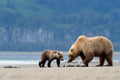 Grizzly Bear Royalty Free Stock Photo