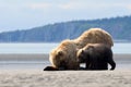 Grizzly Bear Royalty Free Stock Photo