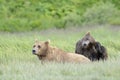 Grizzly Bear Royalty Free Stock Photo