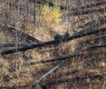 Grizzly bear munches