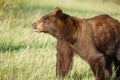 Grizzly bear in National Park, Montana, United States of America, North America