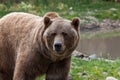 Grizzly Bear Next to a Pond Royalty Free Stock Photo