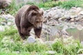 Grizzly Bear Next to a Pond Royalty Free Stock Photo