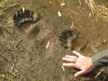 Grizzly bear path (Foot prints) Royalty Free Stock Photo