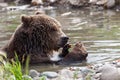 Grizzly Bear Playing in a Pond Royalty Free Stock Photo