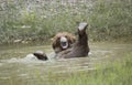 Grizzly bear playing in pond Royalty Free Stock Photo