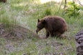 Grizzly Bear Pooping with tongue sticking out. Defecating brown bear