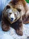 Grizzly bear portrait Royalty Free Stock Photo