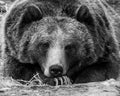 Grizzly bear portrait in monochrome
