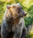 Grizzly Bear Alaska Royalty Free Stock Photo