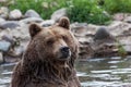 Grizzly Bear Posing in a Pond Royalty Free Stock Photo