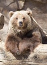 Grizzly bear Royalty Free Stock Photo