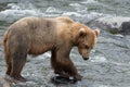 A Grizzly bear positions itself and catches salmon at Brook Falls, Alaska Royalty Free Stock Photo