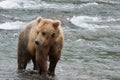 A Grizzly bear positions itself to catch salmon in the shallow waters at the base of a waterfall Royalty Free Stock Photo