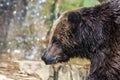 Grizzly bear in profile portrait Royalty Free Stock Photo