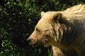 Grizzly Bear Profile