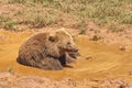 Grizzly bear. Royalty Free Stock Photo