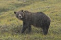 Grizzly Bear in the Rain in the Tundra