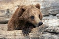 Grizzly Bear Relaxing Royalty Free Stock Photo