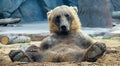 Grizzly Bear Relaxing