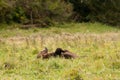 Grizzly bear relaxing