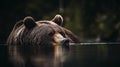 Grizzly bear relaxing in river. Shallow depth of field. Royalty Free Stock Photo