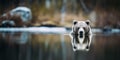 Grizzly bear relaxing in river. Shallow depth of field. Royalty Free Stock Photo