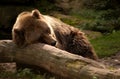 Grizzly bear resting