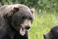 Grizzly Bear Roaring