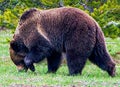 The Grizzly Bear rules the Yellowstone National Park