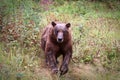 Grizzly Bear running straight towards the camera Royalty Free Stock Photo