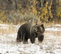 GRIZZLY BEAR IN SAGEBRUSH MEADOW STOCK IMAGE Royalty Free Stock Photo